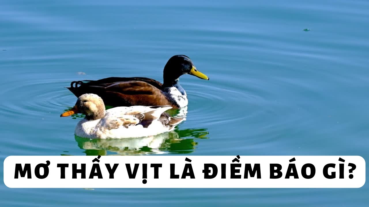 Mơ thấy ăn thịt vịt