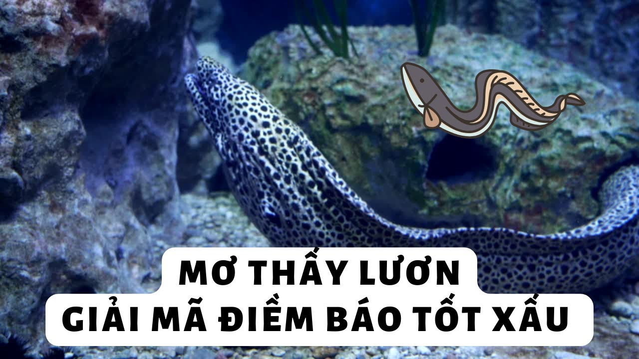 Mơ thấy lươn? Giải mã 55+ điềm báo và con số may mắn 5 Mơ thấy ăn thịt lươn