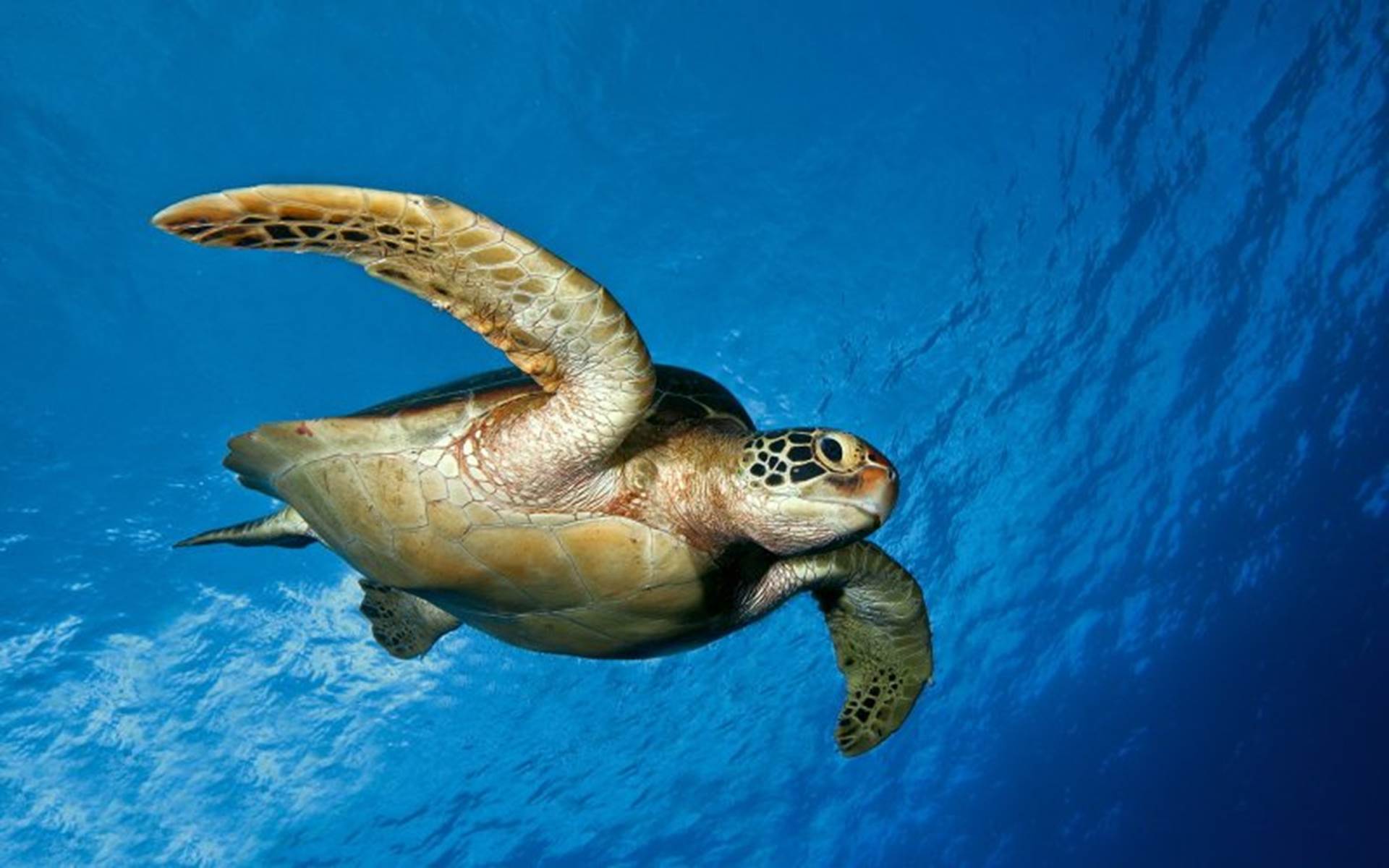 Mơ Thấy Rùa Điềm Gì? Giải Mã Chi Tiết & Con Số May Mắn 1 Mơ thấy rùa vàng