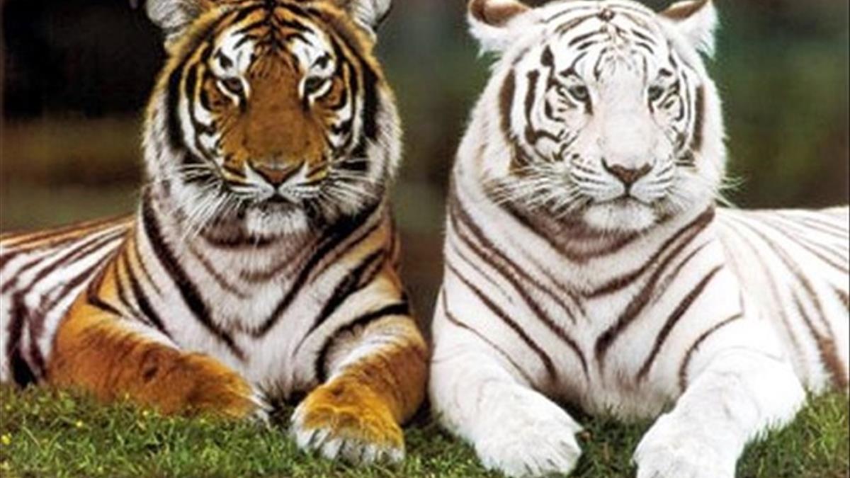 Giải mã giấc mơ thấy hổ