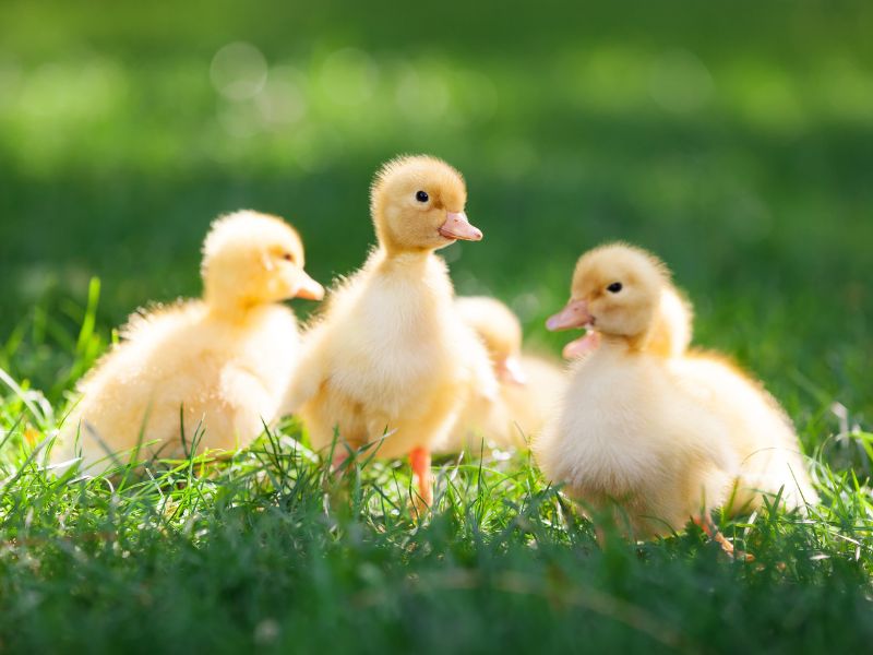 Mơ thấy vịt bơi dưới nước