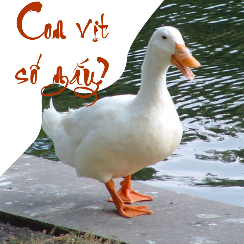 Mơ thấy 2 con vịt
