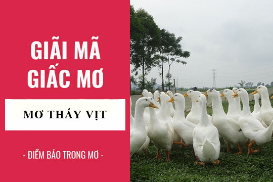 Nằm mơ thấy vịt đen
