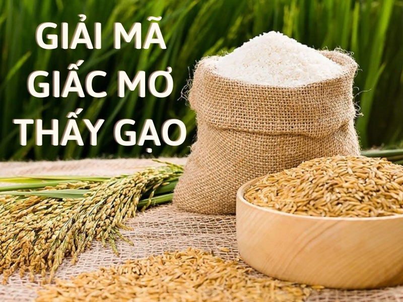 mo thay gao 6081