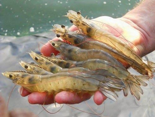 Nằm Mơ Thấy Tôm Giải Mã Điềm Báo Tốt Xấu & Con Số May Mắn 4 Giải mã giấc mơ thấy tôm