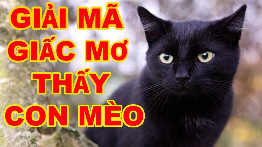 nam mo thay meo 4757
