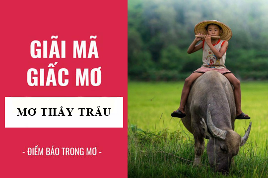 nam mo thay trau 4777